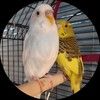 budgiegal2022zy